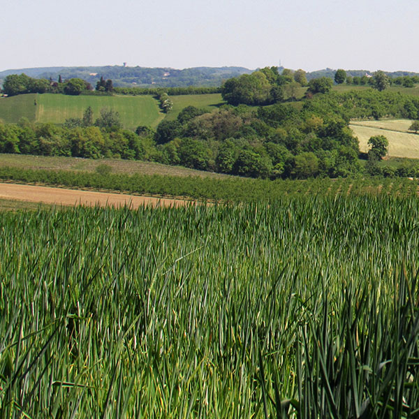 Branche Végétale Terres du Sud