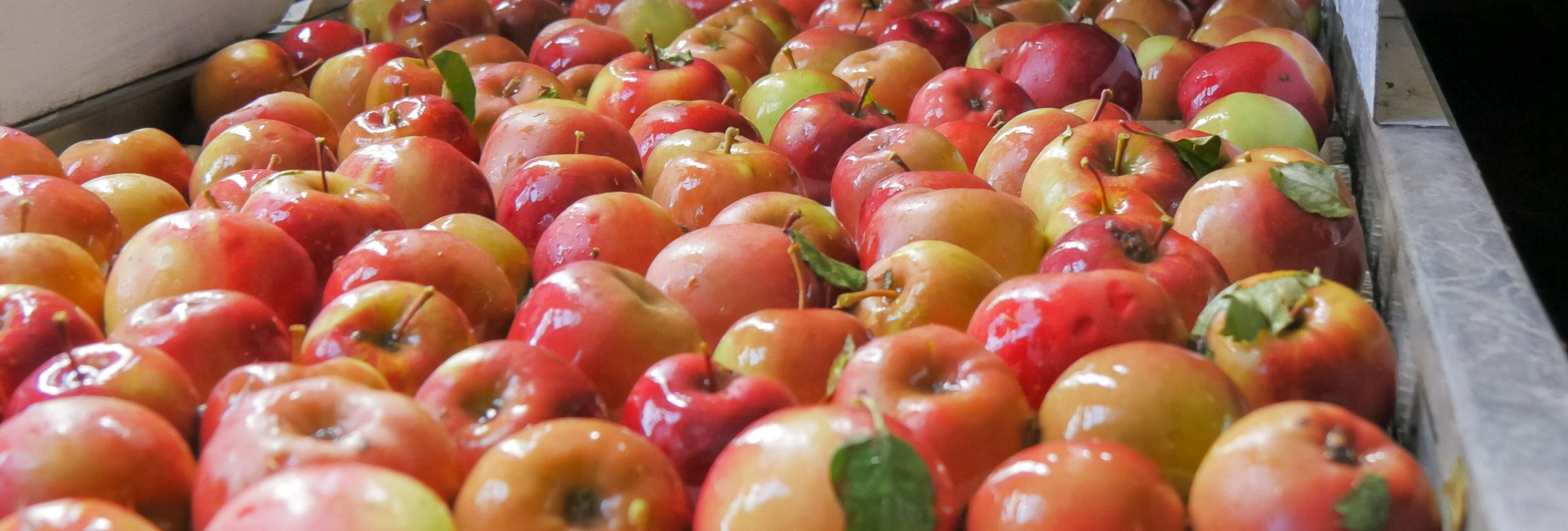 Les pommes des Jus de Marmande, Terres du Sud