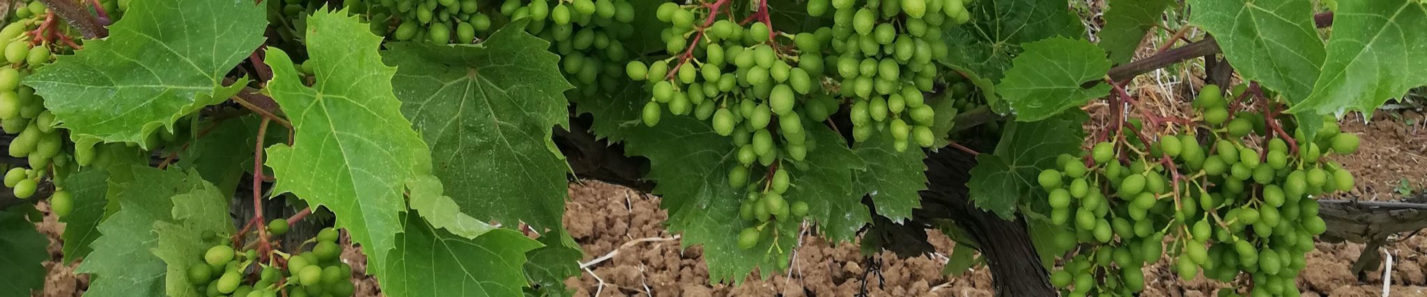 Raisins pour Vallée Verte, jus de fruits Terres du Sud