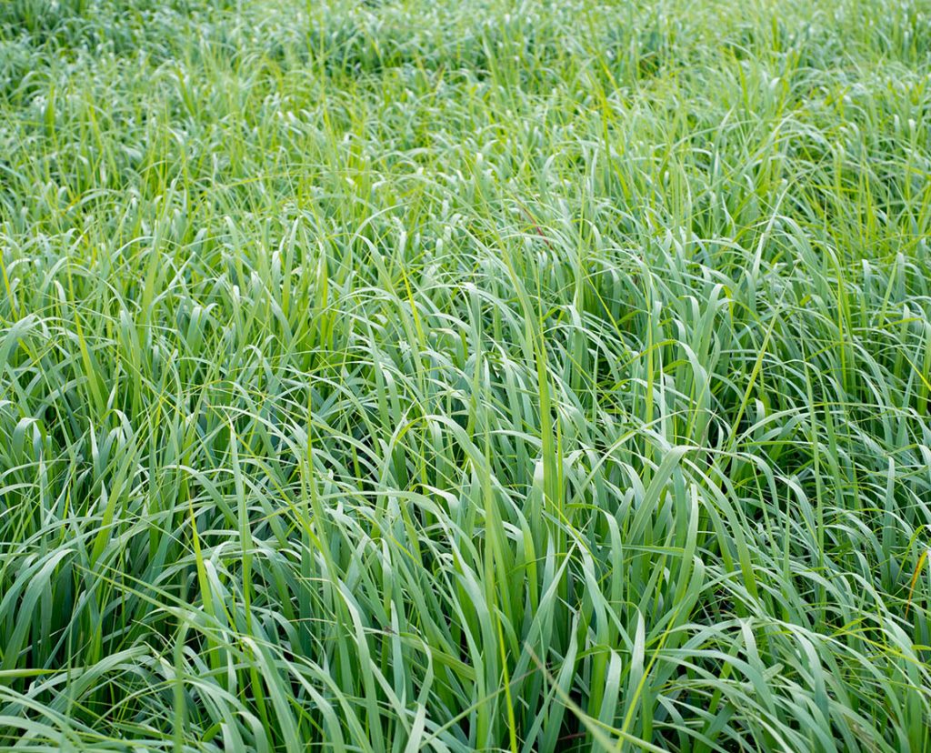 Culture du switchgrass au groupe terres du sud