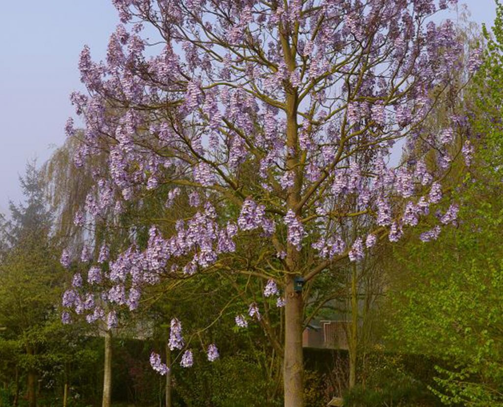 paulownia groupe terres du sud