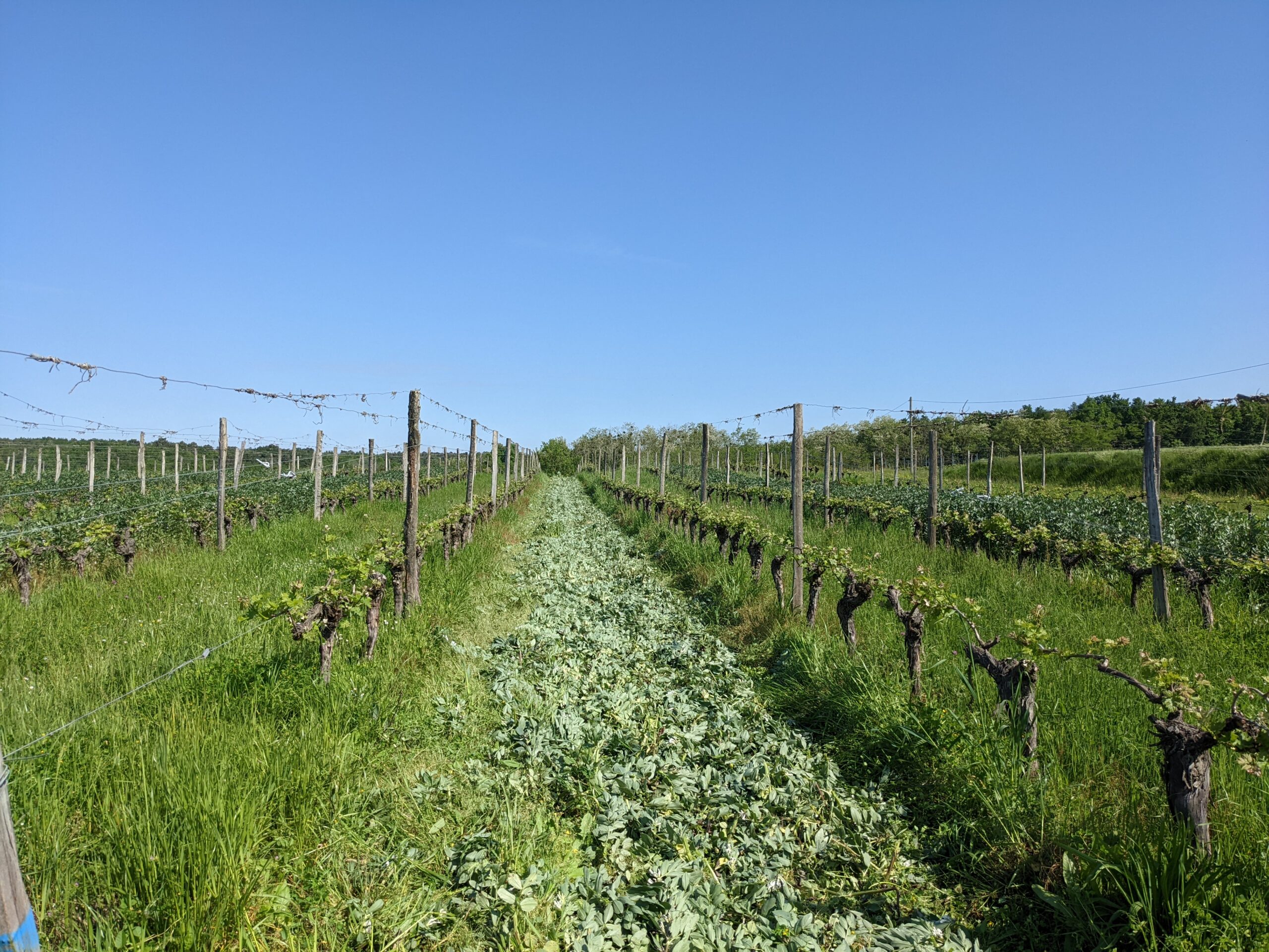 agroecologie roulage paillage couverts vegetaux vignes terres du sud