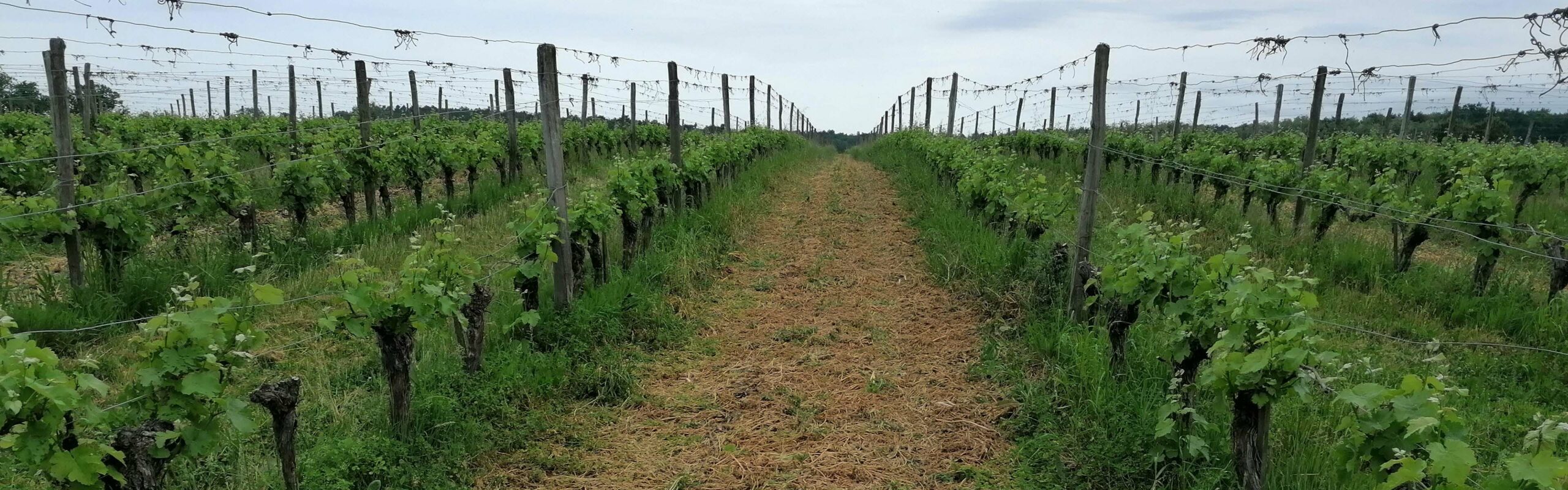 agroecologie couverts vegetaux roules vigne