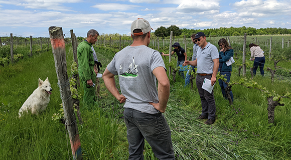 agroecologie terres du sud couverts vegetaux