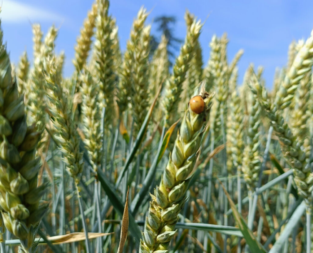 épi de blé et coccinnelle