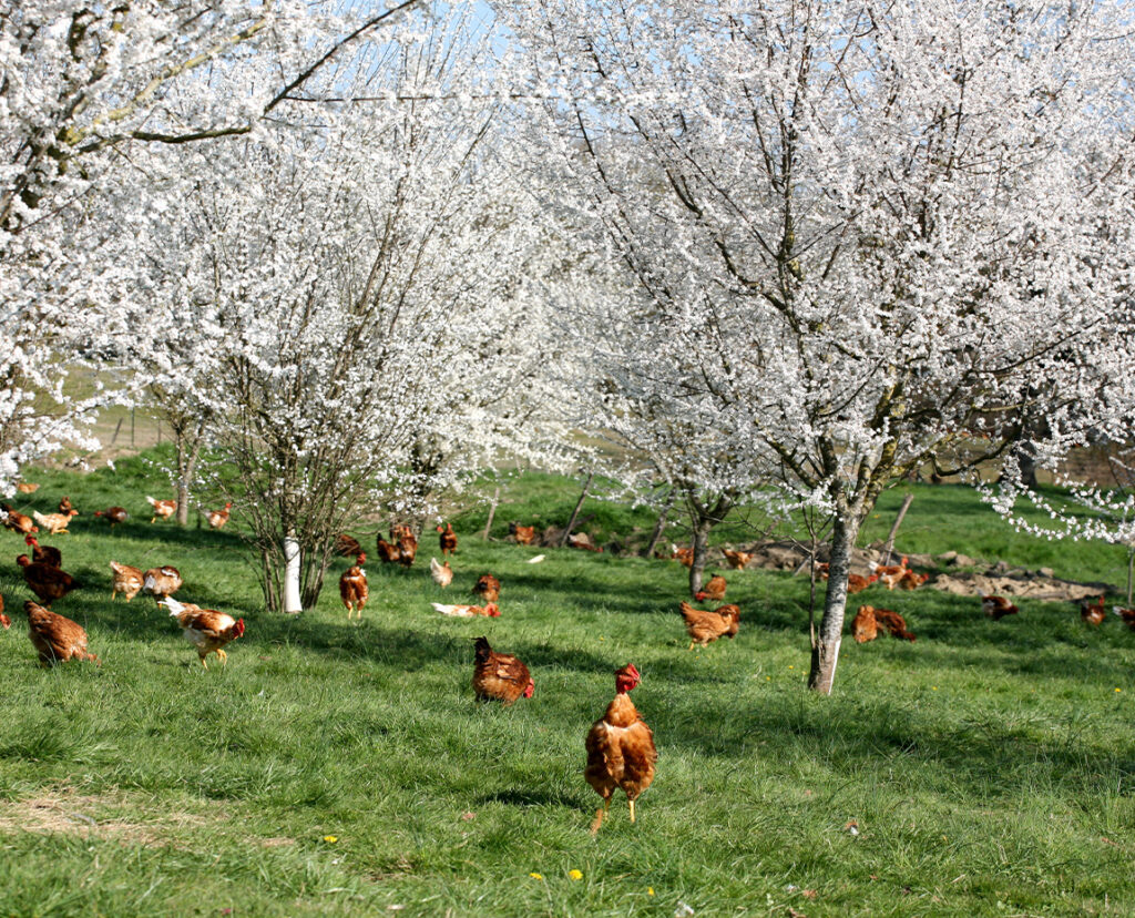 poule plein air branche volailles groupe terres du sud