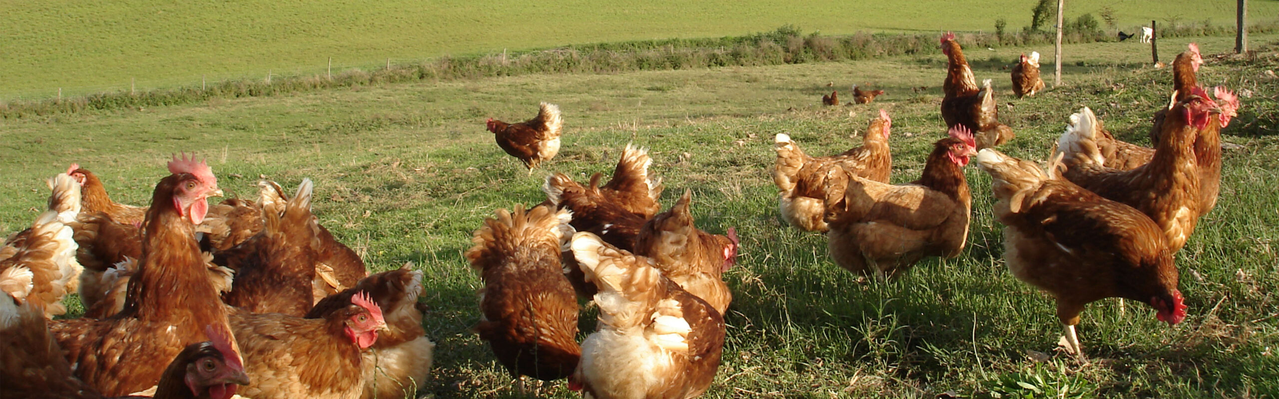 poules pondeuses groupe terres du sud