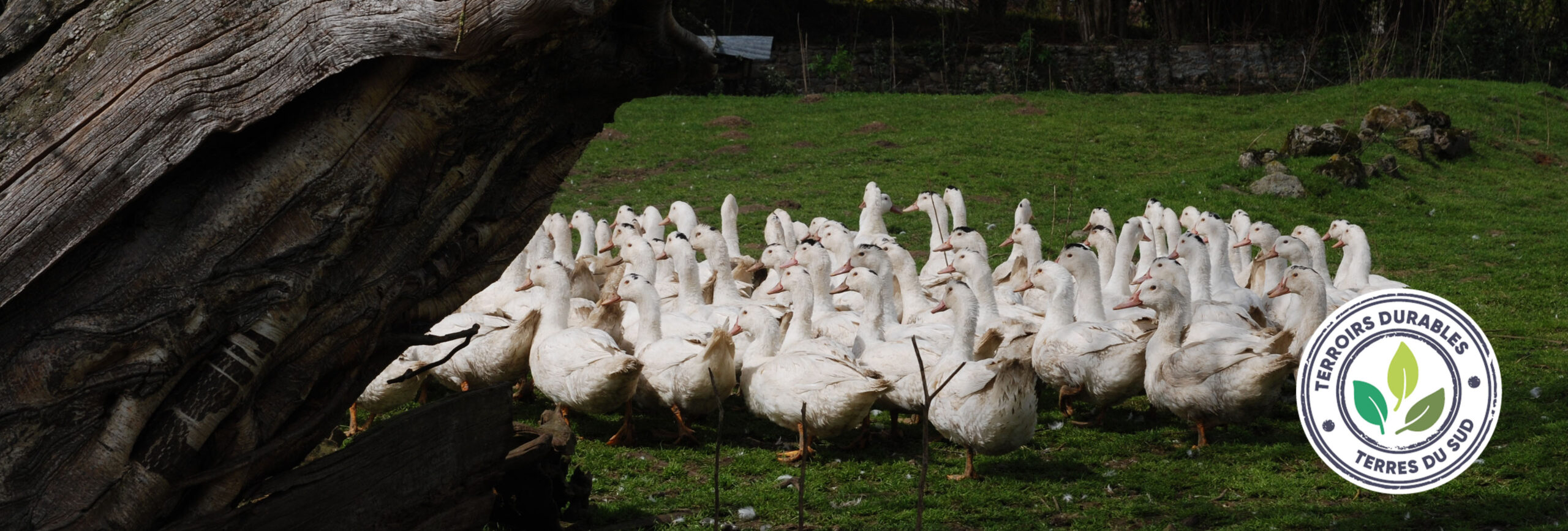 terroirs durables agir pour le bien être animal groupe terres du sud