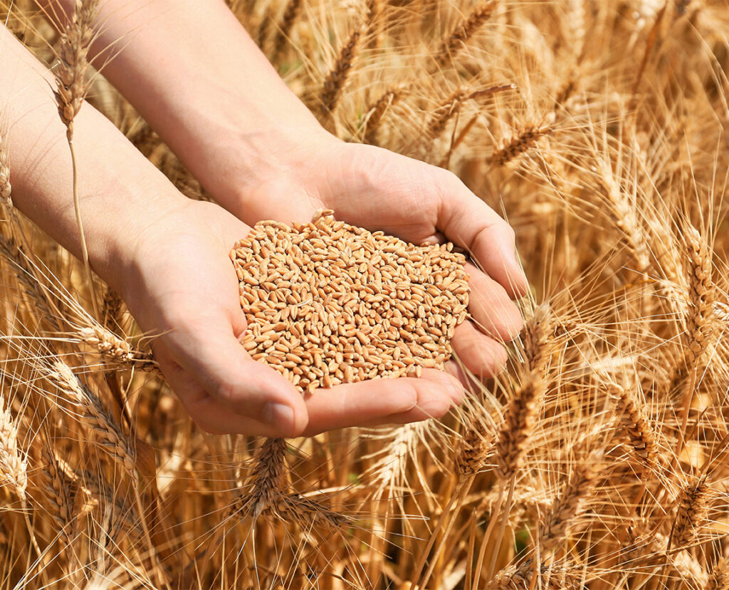 blé champ terroirs durables groupe terres du sud