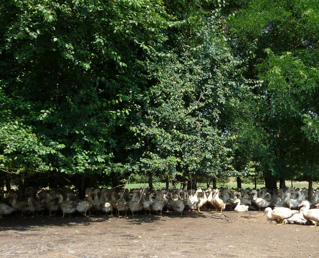 canard groupe terres du sud