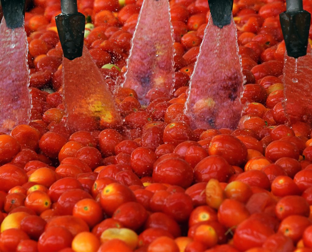 Tomates d'Aquitaine, groupe Terres du Sud