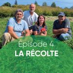 Terres du Sud tour tomate, épisode 4 la récolte
